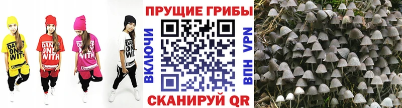 Галлюциногенные грибы GOLDEN TEACHER Нижний Новгород